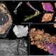 Poop number one (Image: Qvarnström et al, Sci. Reports (2017))
